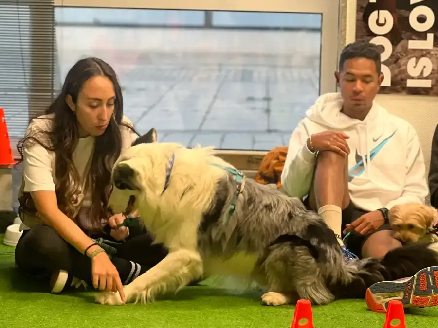 Clase de educación canina en ECAN Valladolid