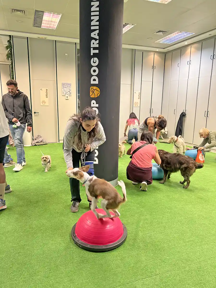 Actividad de educación canina en ECAN Valladolid