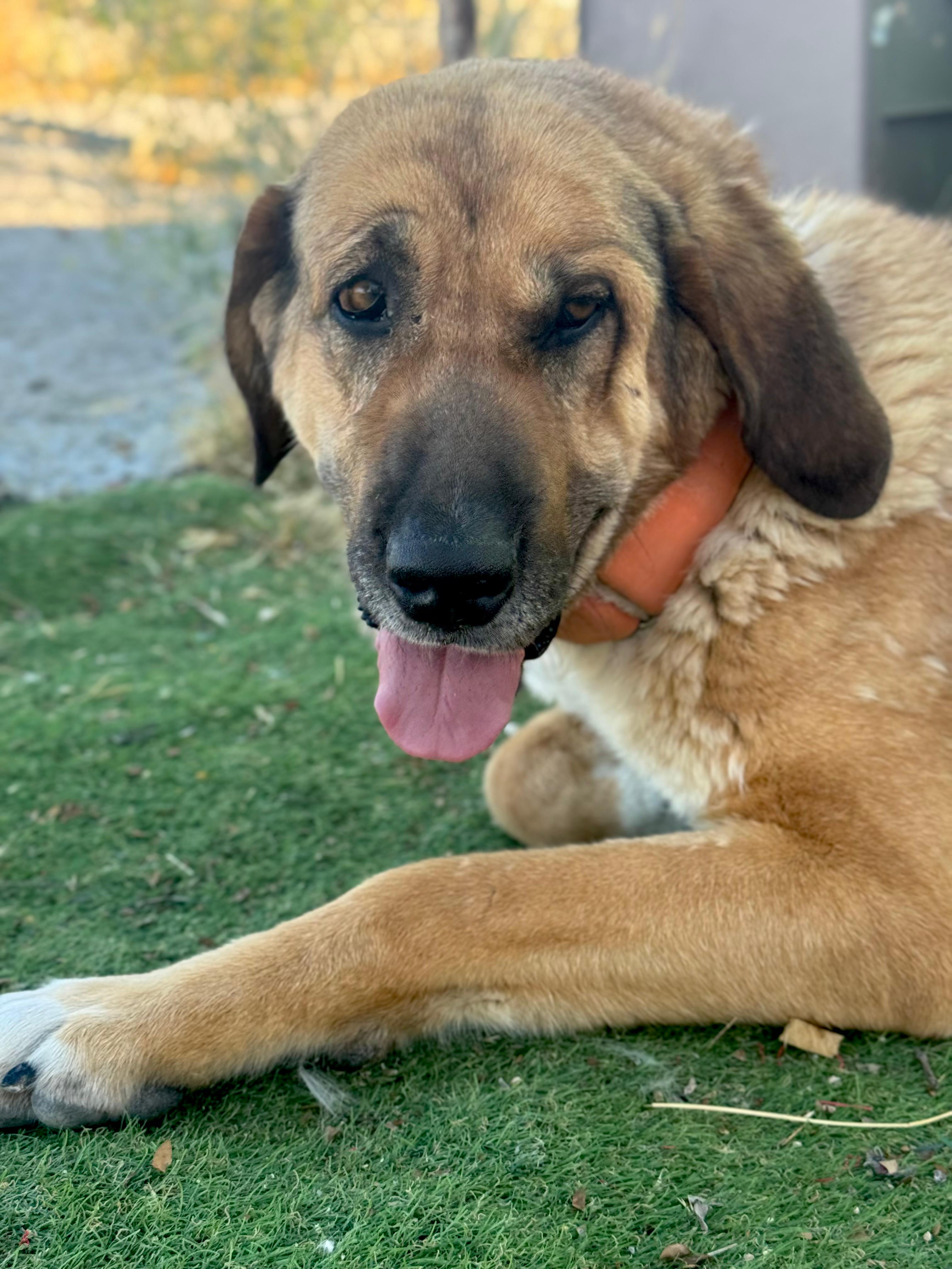 Golfa, de 113 Motivo Animales