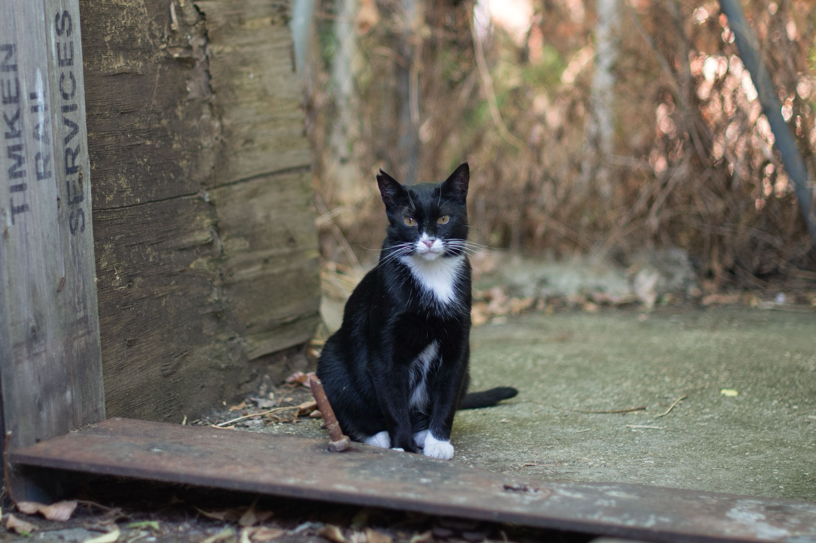 Mimi, de La Estación de los Gatos