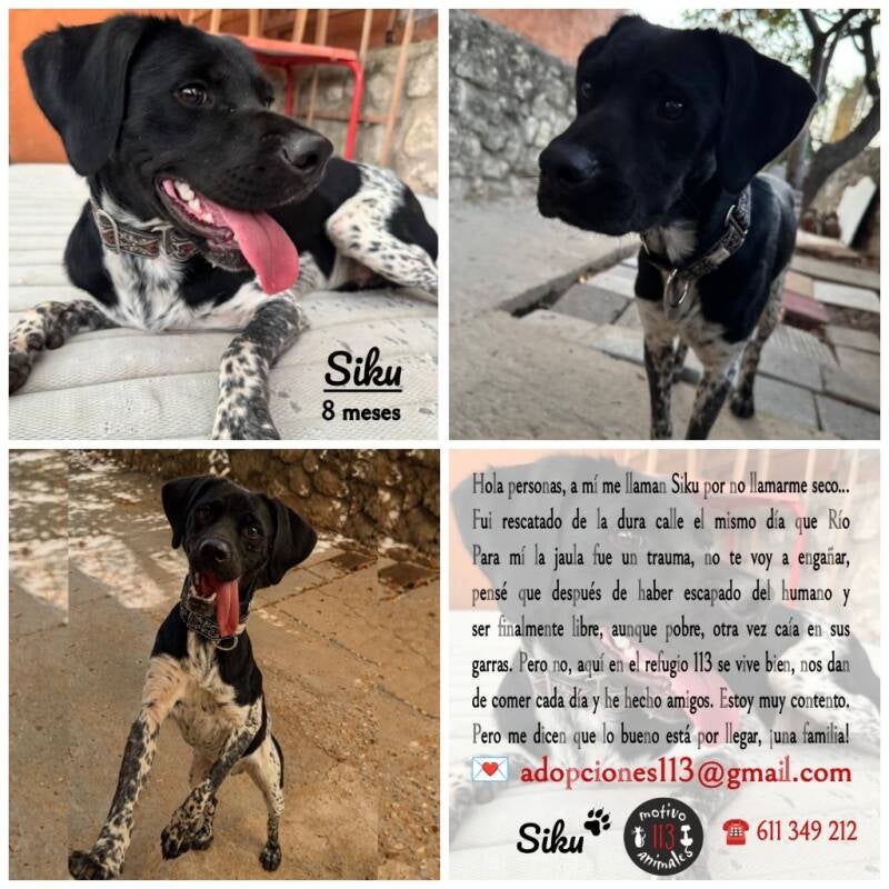 Reportaje fotográfico de Siku publicado por 113 Motivo Animales