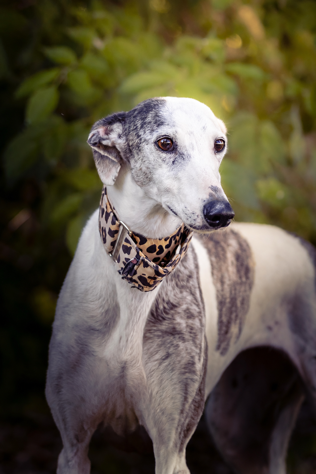 Retrato de perro blanco y gris · Fotografía: Belyash Studio