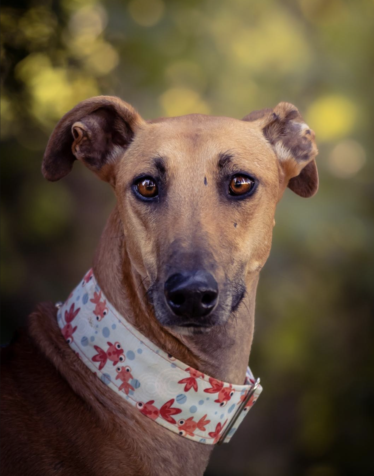 Retrato de perro con collar estampado