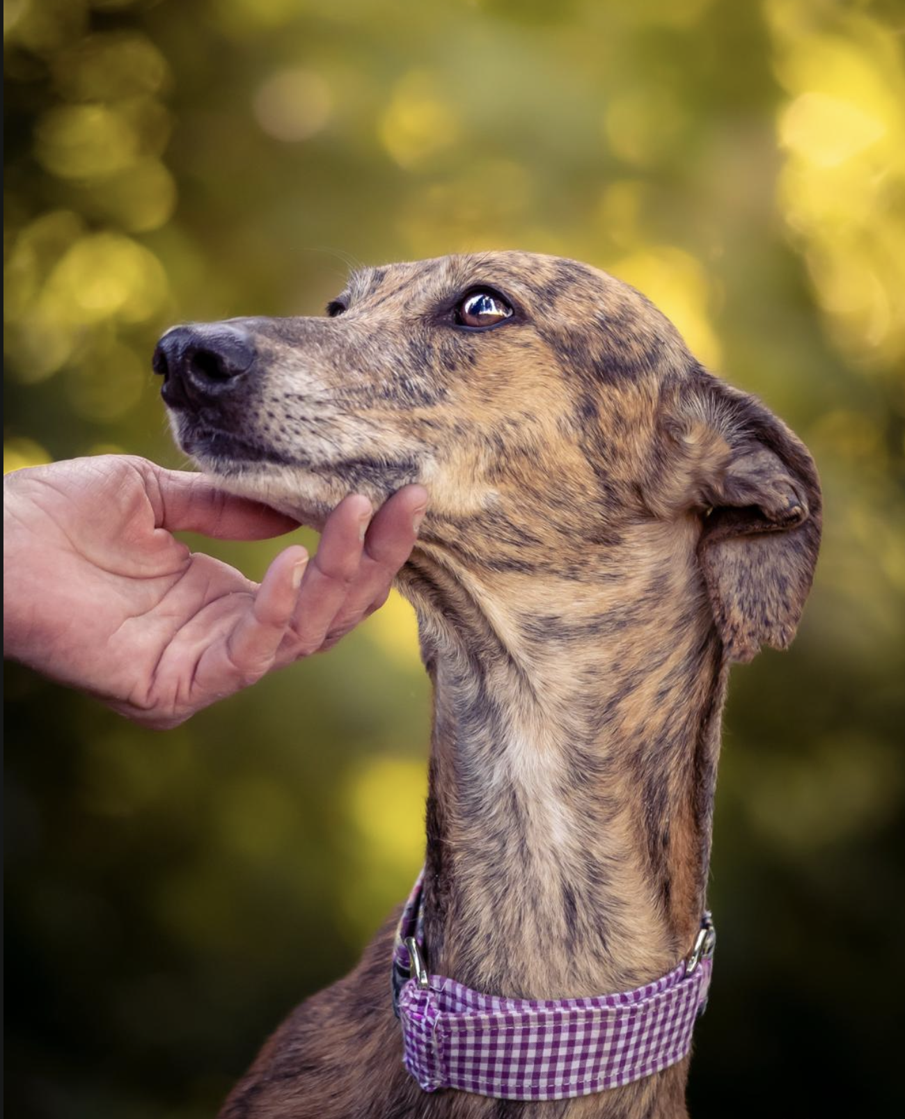 Una caricia a un perro, fotografía facilitada para Piñahuella