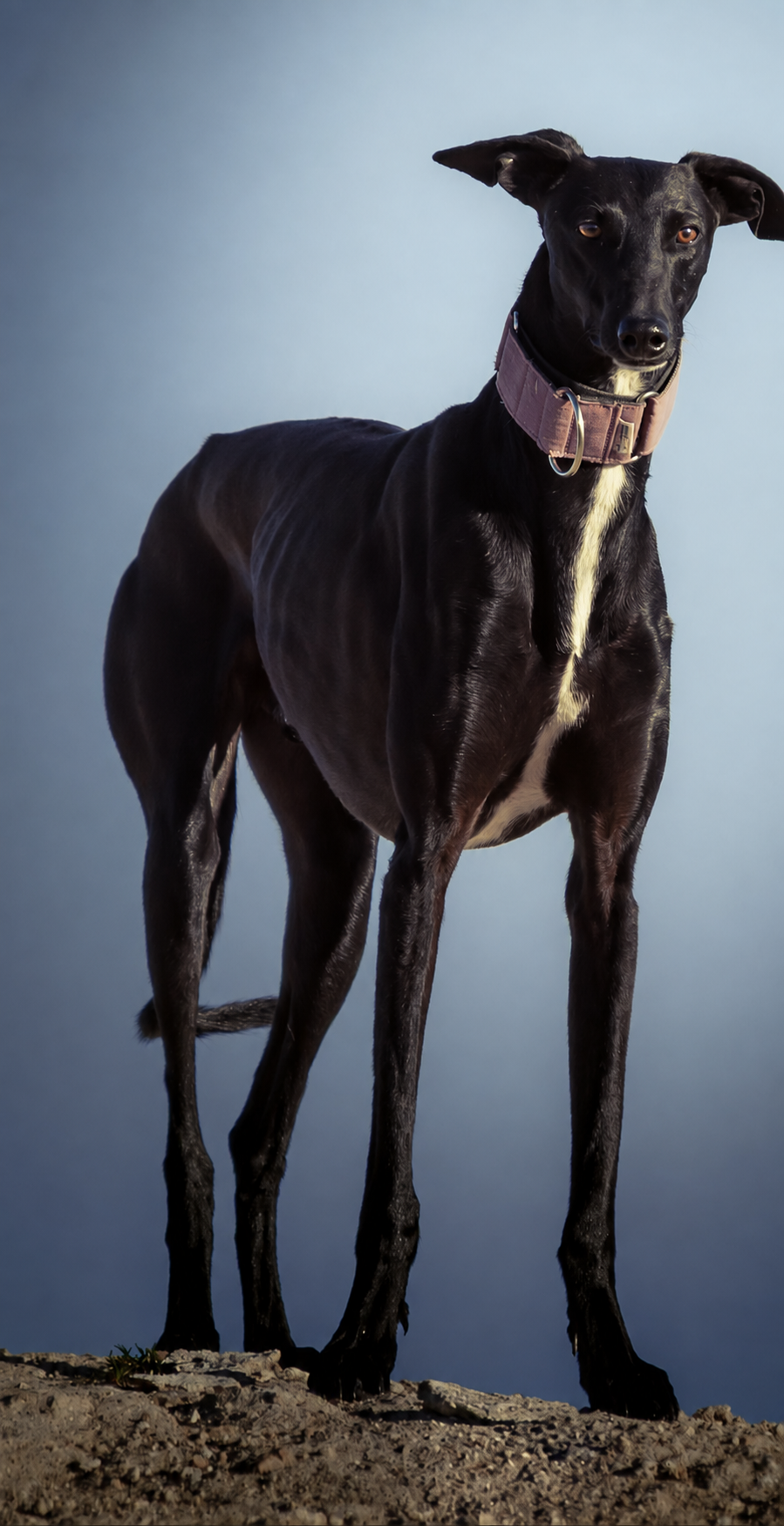 Galgo negro · Fotografía: Belyash Studio