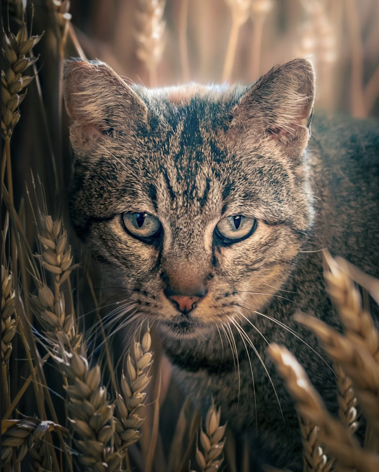 Gato entre espigas