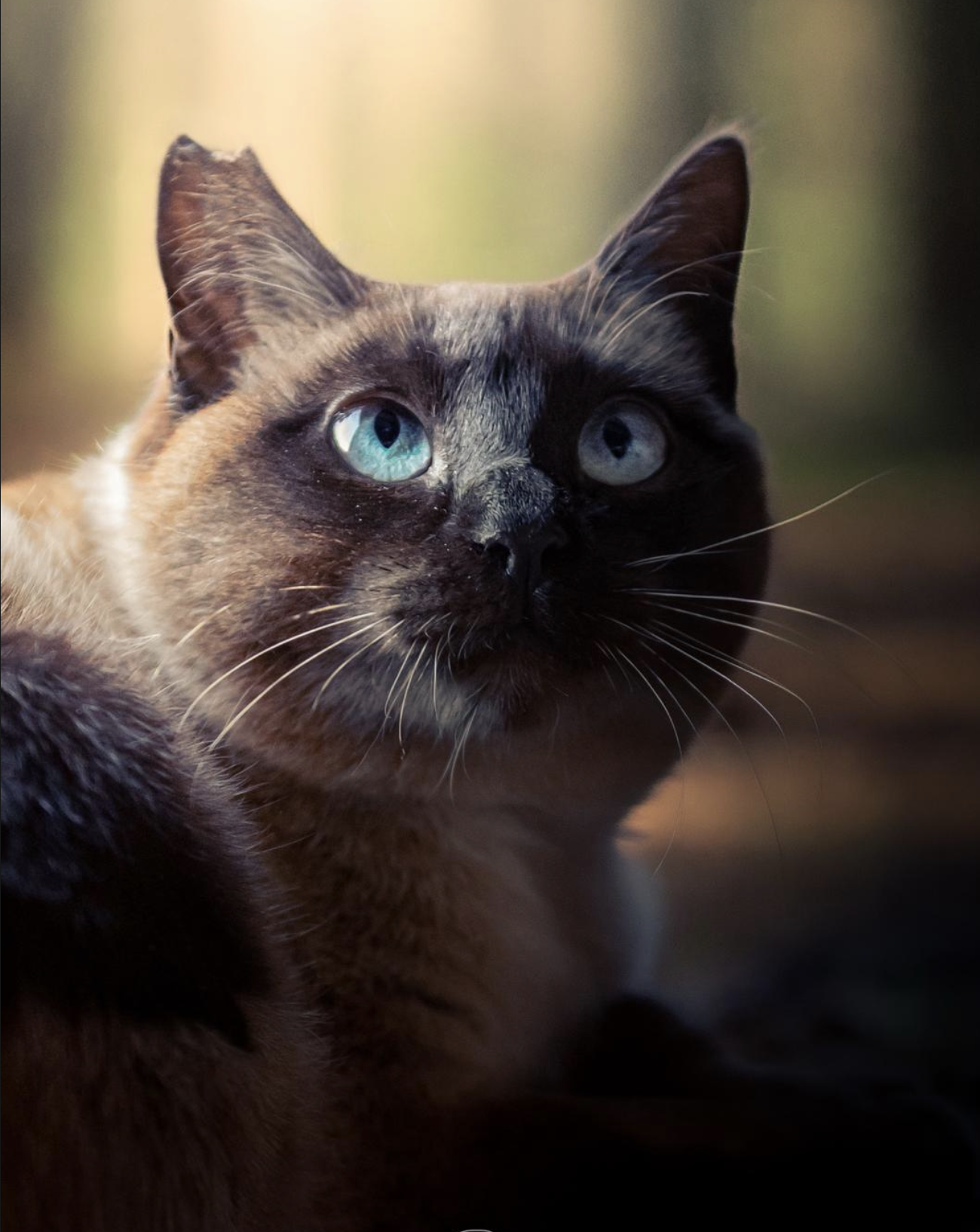 Retrato de gato de ojos azules