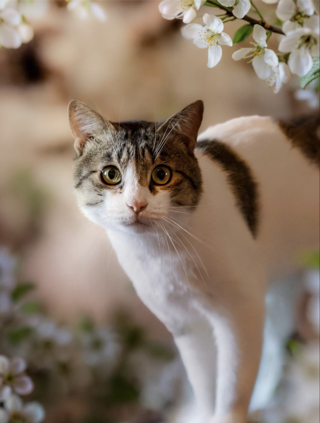 Gato entre flores, fotografía facilitada para Piñahuella